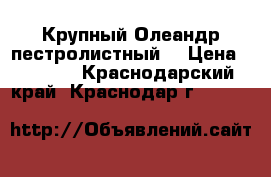 Крупный Олеандр пестролистный  › Цена ­ 2 000 - Краснодарский край, Краснодар г.  »    